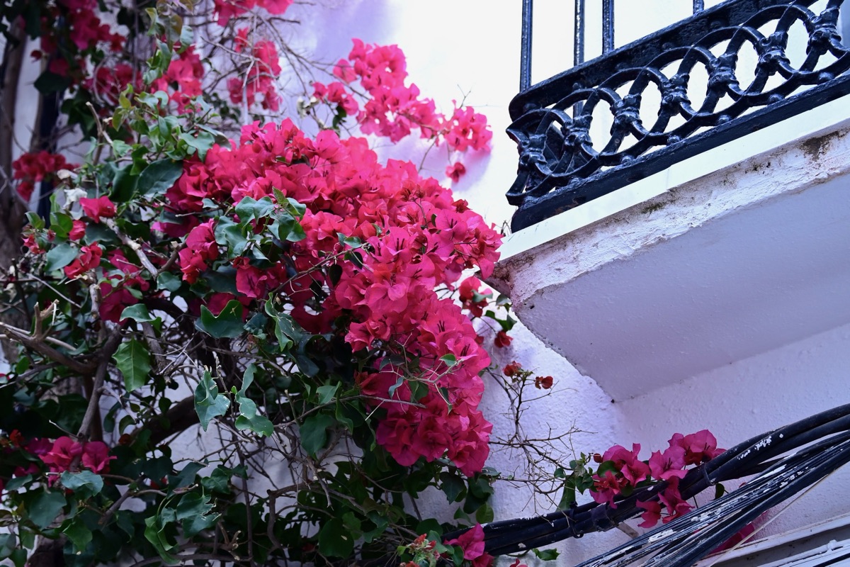 Bougainvillea u zdobeného kovaného balkonu v Marbelle